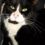 Teddy black and white cat