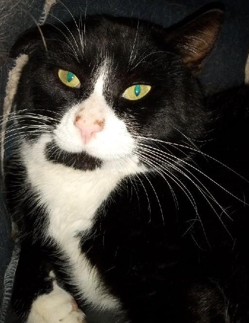 Teddy black and white cat