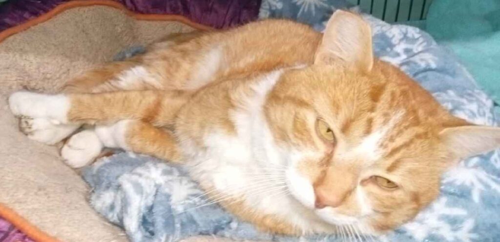 Tigger II orange and white tabby cat