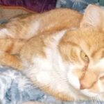 Tigger II orange and white tabby cat