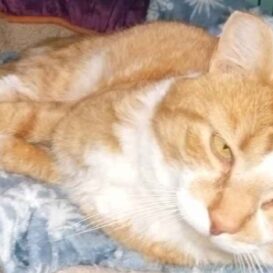 Tigger II orange and white tabby cat