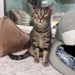 Tiger cat