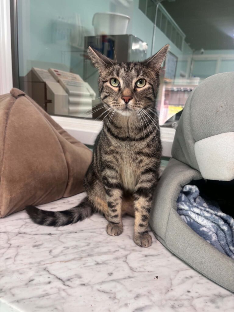 Tiger cat