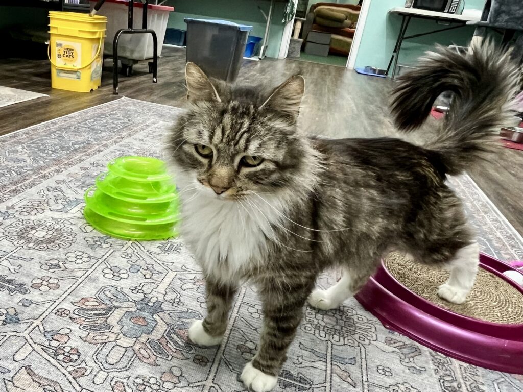 Long hair tiger and white cat.