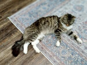 Long hair tiger and white cat.