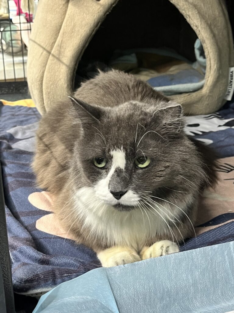 Black and white medium hair cat.