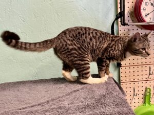 Leo tiger and white cat.