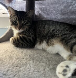 Tiger cat with white paws.