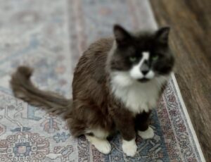 Black and white medium hair cat.