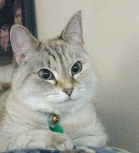 light gray tiger cat