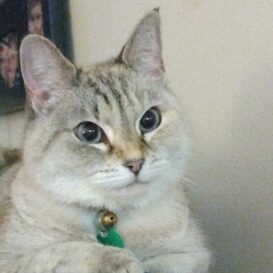 light gray tiger cat