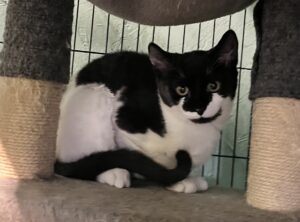 Black and white kitten