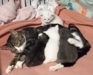mama cat and kittens