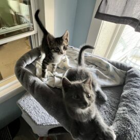 Tiger and Gray kittens