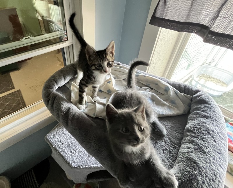 Tiger and Gray kittens