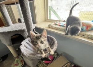 Tiger and White kitten