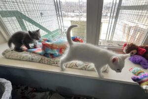 White and Gray Kittens