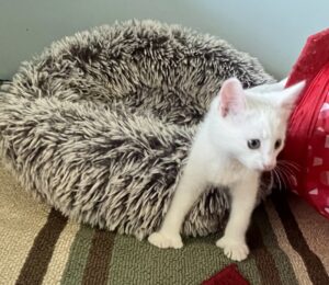 White kitten thumbs