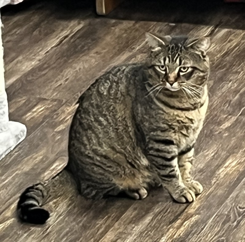 Tommy is a relaxed 6-year-old former stray who takes time to warm up but becomes a very affectionate companion once he trusts you.