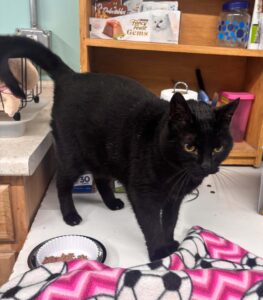 Black cat