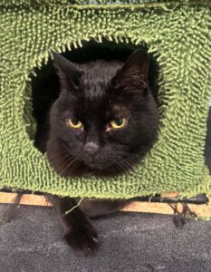 Black cat