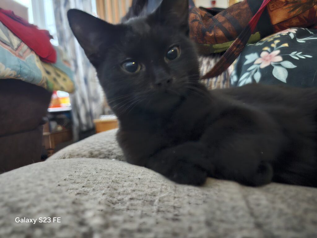 black kitten