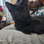 black kitten