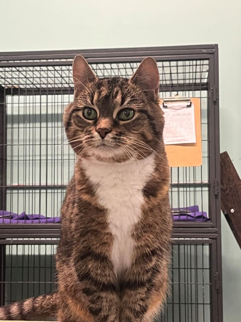 Fourteen-year-old Topaz is searching for a quiet, loving home to spend her golden years.