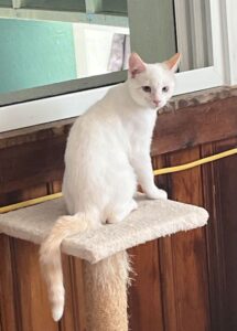 white kitten