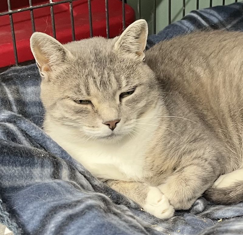 gray tiger and white cat